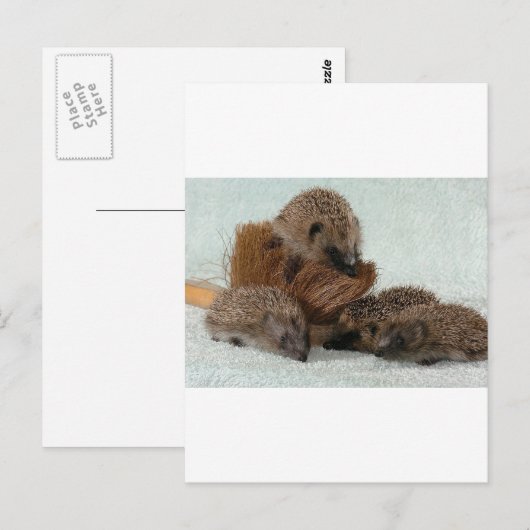 Egel Briefkaart (Voorkant / Achterkant)