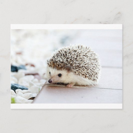 Egel Briefkaart (Voorkant)