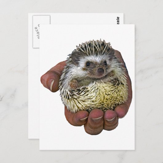 Egel Briefkaart (Voorkant / Achterkant)