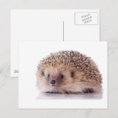 Egel, Briefkaart (Voorkant / Achterkant)