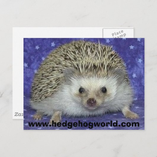 egel briefkaart (Voorkant / Achterkant)