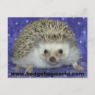 egel briefkaart