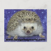 egel briefkaart (Voorkant)