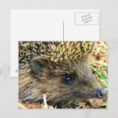 Egel Briefkaart (Voorkant / Achterkant)