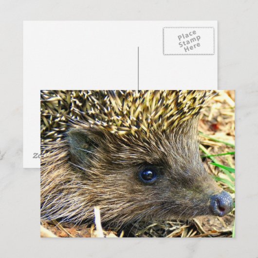 Egel Briefkaart (Voorkant / Achterkant)