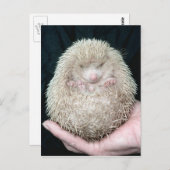 Egel Briefkaart (Voorkant / Achterkant)