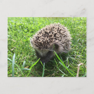 egel briefkaart
