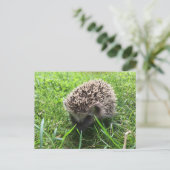 egel briefkaart (Staand voorkant)