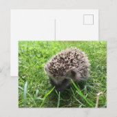 egel briefkaart (Voorkant / Achterkant)