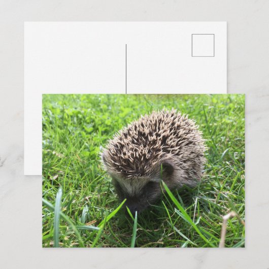 egel briefkaart (Voorkant / Achterkant)