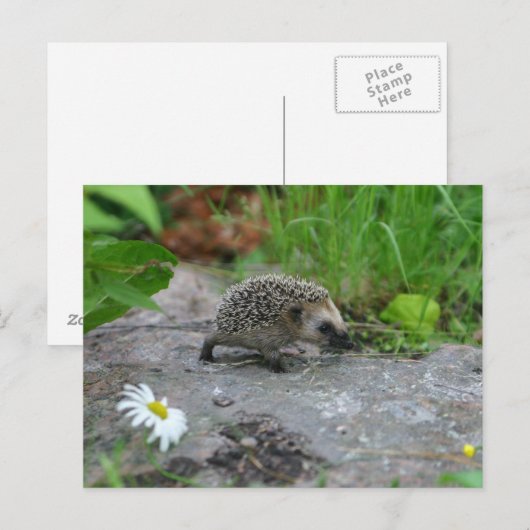 Egel-briefkaart Briefkaart (Voorkant / Achterkant)