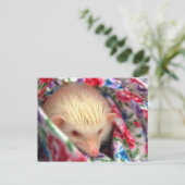 egel-briefkaart briefkaart (Staand voorkant)