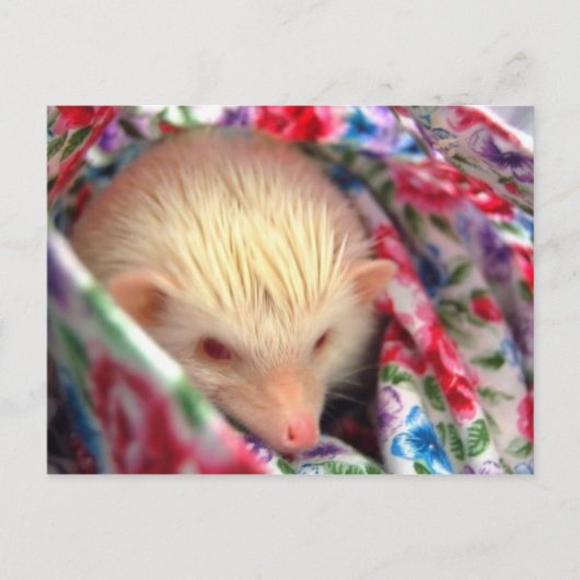 egel-briefkaart briefkaart (Voorkant)