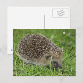 Egel-briefkaart Briefkaart (Voorkant / Achterkant)