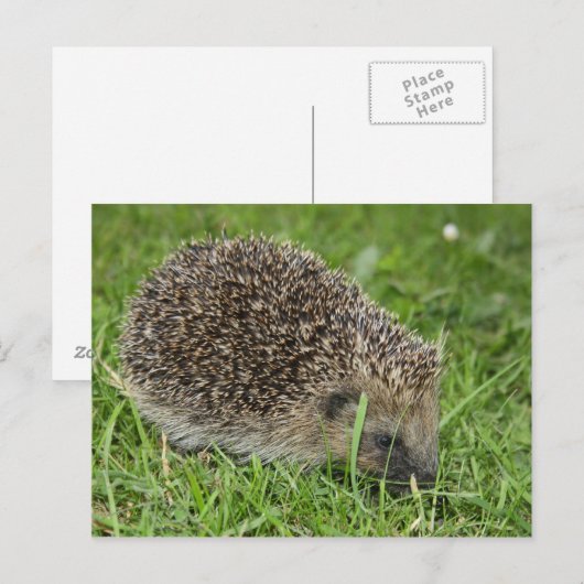 Egel-briefkaart Briefkaart (Voorkant / Achterkant)