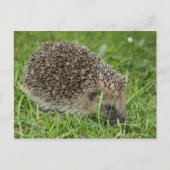 Egel-briefkaart Briefkaart (Voorkant)