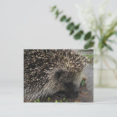 Egel-briefkaart Briefkaart (Staand voorkant)