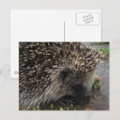 Egel-briefkaart Briefkaart (Voorkant / Achterkant)
