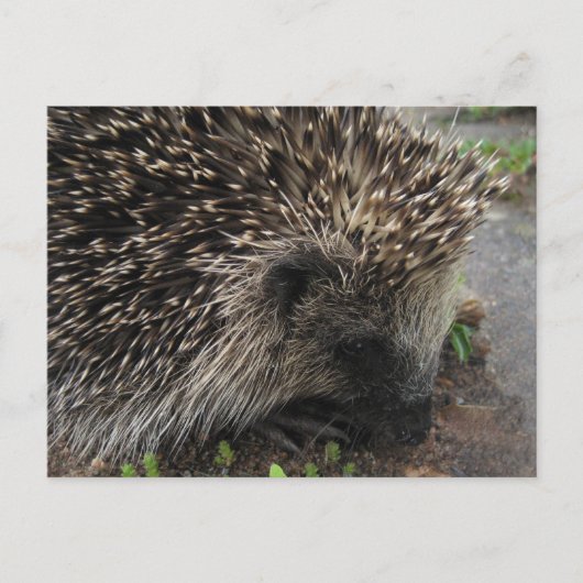 Egel-briefkaart Briefkaart (Voorkant)