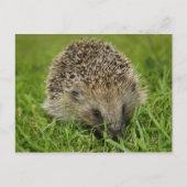 Egel-Briefkaart Briefkaart (Voorkant)