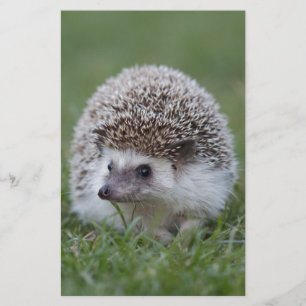 Egel Briefpapier