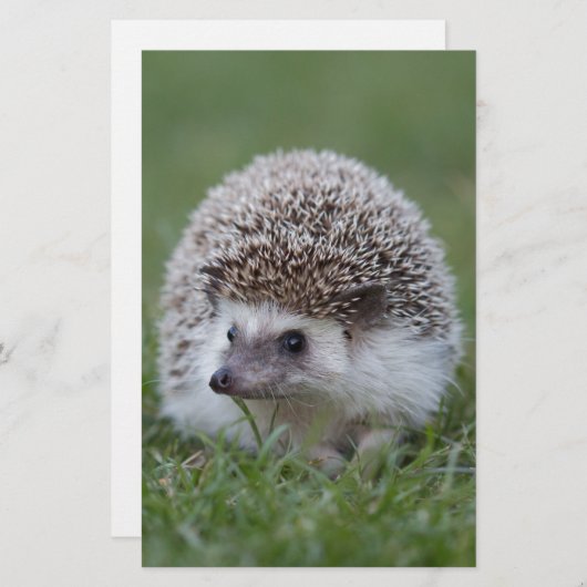 Egel Briefpapier (Voorkant / Achterkant)