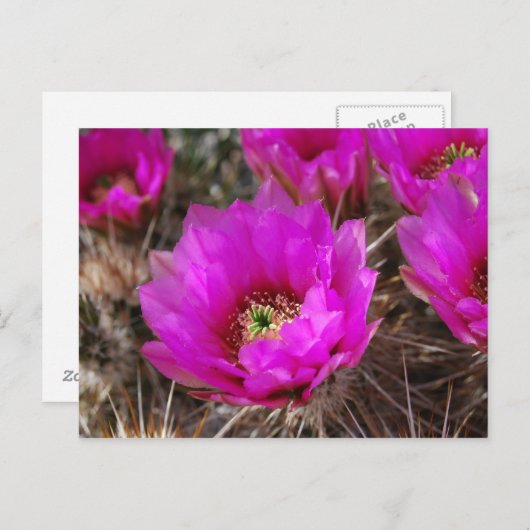 Egel Cactus Briefkaart (Voorkant / Achterkant)