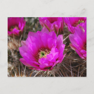 Egel Cactus Briefkaart