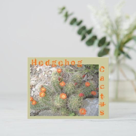 Egel Cactus Briefkaart (Staand voorkant)