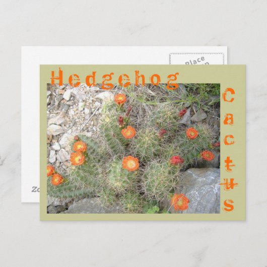 Egel Cactus Briefkaart (Voorkant / Achterkant)