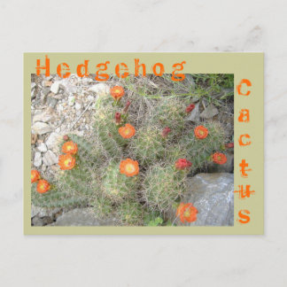 Egel Cactus Briefkaart