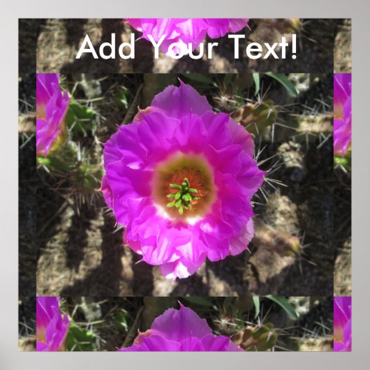 Egel Cactus Flower Poster (Voorkant)