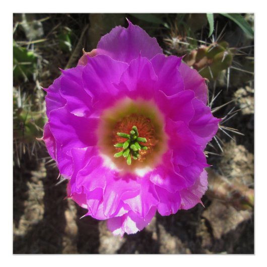 Egel Cactus Flower Poster (Voorkant)