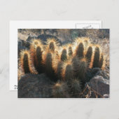 Egel-cactus in woestijnhabitat briefkaart (Voorkant / Achterkant)