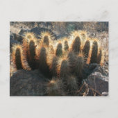 Egel-cactus in woestijnhabitat briefkaart (Voorkant)