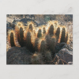 Egel-cactus in woestijnhabitat briefkaart