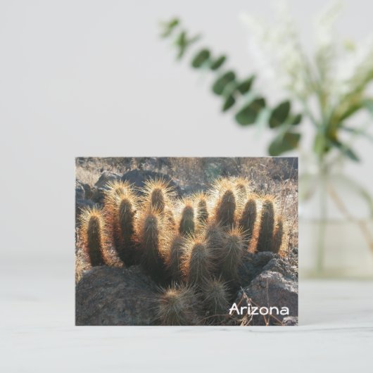 Egel-cactus in woestijnhabitat briefkaart (Staand voorkant)