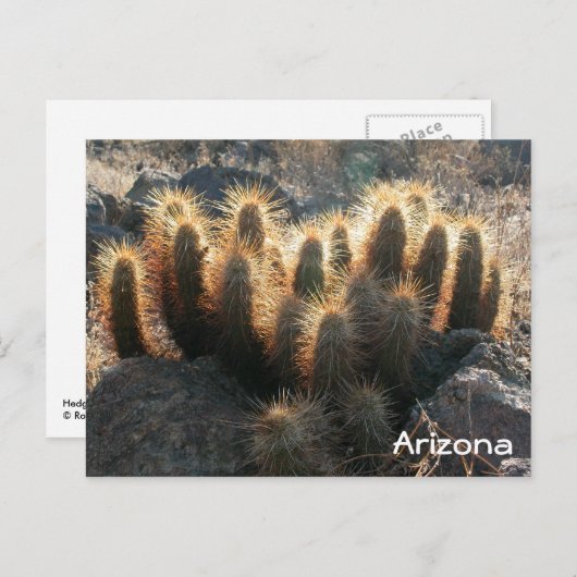 Egel-cactus in woestijnhabitat briefkaart (Voorkant / Achterkant)