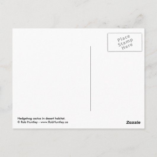 Egel-cactus in woestijnhabitat briefkaart (Achterkant)