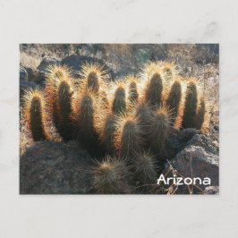 Egel-cactus in woestijnhabitat briefkaart