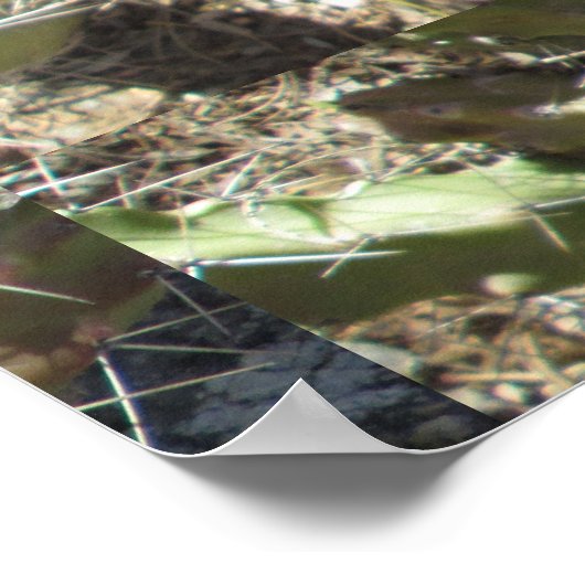 Egel Cactus Poster (Hoek)