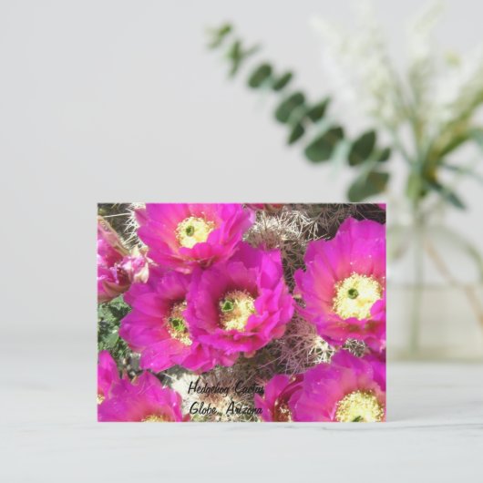 Egel CactusGlobe, Arizona Briefkaart (Staand voorkant)