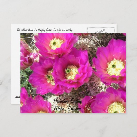 Egel CactusGlobe, Arizona Briefkaart (Voorkant / Achterkant)