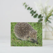 Egel Close-up Briefkaart (Staand voorkant)