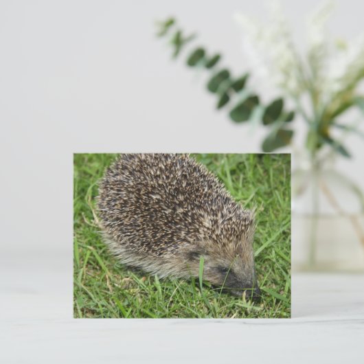 Egel Close-up Briefkaart (Staand voorkant)