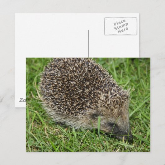 Egel Close-up Briefkaart (Voorkant / Achterkant)