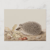 Egel door Giovanna Garzoni Briefkaart (Voorkant)