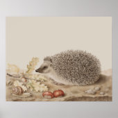 Egel door Giovanna Garzoni Poster (Voorkant)