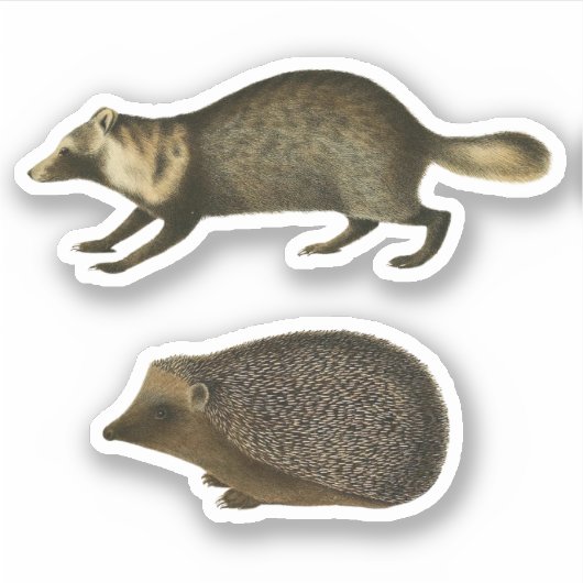 Egel en Marten Realistic Illustration Sticker (Voorkant)