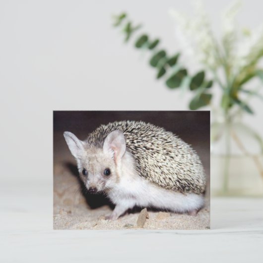 Egel - Het Spiny Mammal Briefkaart (Staand voorkant)